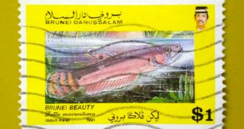 Issue:        Brunei Macrostoma Spotfin Betta 1991 Stamp Type:        Stamp Number of Stamps:        1 Stamps Denomination:         1 $, Issue Date:           1991 Issued By:        Brunei Post 