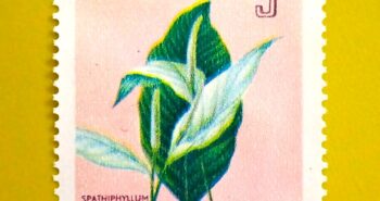 Issue:       Maluku Selatan Peace lily Spathiphyllum Combined 5k Stamp Type:       Stamp Number of Stamps:        1 Denominations:          5 K, Issue Date:         1954 Issued By:      Indonesia Post 