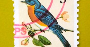 Issue:        USA Eastern Bluebird 1996 Stamp Type:       Stamp Number of Stamps:         1 Stamps Denomination:         3 C,  Issue Date:        1996 Issued By:       United States Postal Service (USPS) 