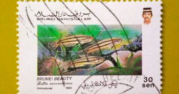 Issue:        Brunei Fish 1991 Stamp Type:        Stamp Number of Stamps:        1 Stamps Denomination:          30 Sen, Issue Date:           1991 Issued By:        Brunei Post 