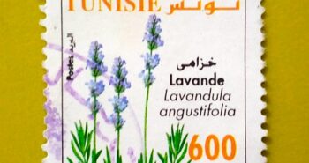 Issue:     Tunisia Lavender 2005 Stamp Type:     Stamp Number of Stamps:      1 Stamps Denomination:      600 M Issue Date:        2005 Issued By:      Tunisia Post 