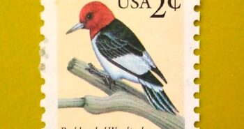 Issue:        USA Red-Headed Woodpecker 1999 Stamp Type:       Stamp Number of Stamps:           1 Stamps Denomination:           2 C, Issue Date:            1999 Issued By:        United States Postal Service (USPS) 