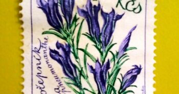 Issue:       Czechoslovakia Gentiana Pneumonanthe 1964 Stamp Type:        Stamp Number of Stamps:             1 Stamps Denomination:            1.60 h, Issue Date:             1964 Issued By:       Czechoslovakia Postal Service (USPS) 