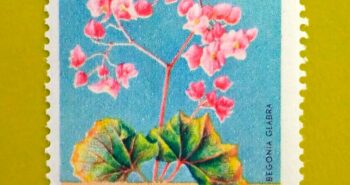 Issue:       Republic of South Maluku Flower & Plant Begonia Glabra Stamp Type:       Stamp Number of Stamps:          1 Stamps Denomination:            22 1/2  K, Issue Date:            1954 Issued By:        Indonesia post 