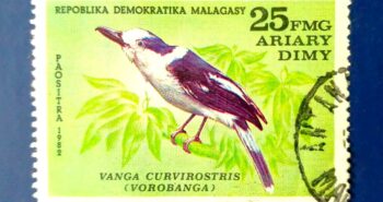 Issue:        Madagascar Republic Vanga Curvirostris (Hook-Billed Vanga) 1982 Stamp Type:         Stamp Number of Stamps:         4 Denominations:          25 FMG, Issue Date:           1982 Issued By:        Madagascar Post