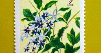 Issue:       Republic of South Maluku Flower Plant Petrea Volubilis Stamp Type:       Stamp Number of Stamps:          1 Stamps Denomination:           2 K, Issue Date:            1954 Issued By:        Indonesia post 