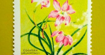 Issue:       Republic of South Maluku Pink Rain Lily Bulbs Stamp Type:       Stamp Number of Stamps:          1 Stamps Denomination:           45 K, Issue Date:            1954 Issued By:        Indonesia post 
