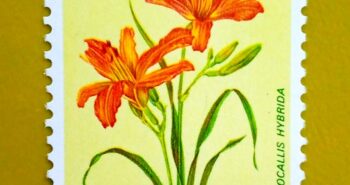 Issue:         San Marino Hemerocallis Hybrida 1971 Stamp Type:        Stamp Number of Stamps:            1 Stamps Denomination:          L 1 , Issue Date:          1971          Issued By:         San Marino Post
