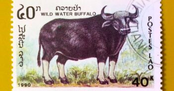 Issue:        Laos People's Democratic Republic Wild Water Buffalo 1990 Stamp Type:         Stamp Number of Stamps:         1 Denominations:           40 K, Issue Date:           1990 Issued By:       Laos Post 
