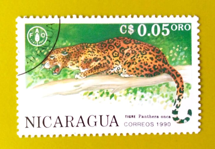 Issue:        Nicaragua Panther (Jaguar) 1990 Stamp Type:      Stamp Number of Stamps:        1 Stamps Denomination:      0.05 C$, Issue Date:        1990 Issued By:        Nicaragua Post