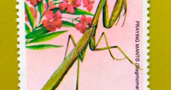 Issue:       Saint Vincent Insect Praying Mantis 1979 Stamp Type:         Stamp Number of Stamps:       1 Denominations:         25 C, Issue Date:          1979 Issued By:       Saint Vincent Post 
