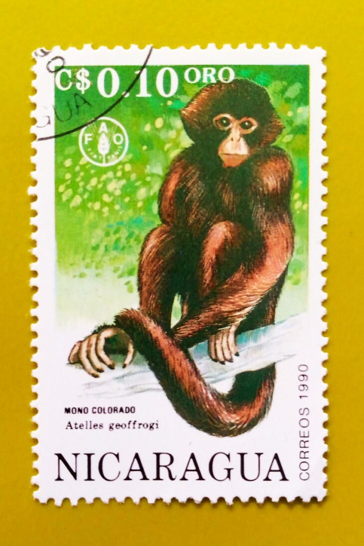 Issue:        Nicaragua Colorful Monkey 1990 Stamp Type:      Stamp Number of Stamps:        1 Stamps Denomination:      0.10 $,          Issue Date:        1990 Issued By:        Nicaragua Post 