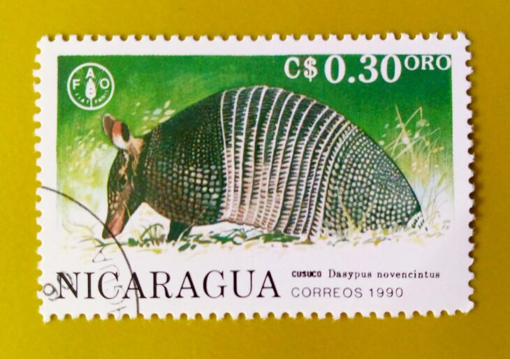 Issue:        Nicaragua (Dasypus Novemcinctus) Nine-Banded Armadillo Stamp Type:      Stamp Number of Stamps:        1 Stamps Denomination:      0.30 $, Issue Date:        1990 Issued By:        Nicaragua Post 