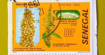 Issue:        Senegal Agricultural Pests and Crop Diseases 1982 Stamp Type:       Stamp Number of Stamps:        1 Denominations:          80 F, Issue Date:          1982 Issued By:       West Africa