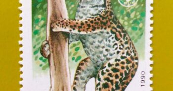 Issue:        Nicaragua Margay (Leopardus Wiedii) 1990 Stamp Type:      Stamp Number of Stamps:        1 Stamps Denomination:      0.95 C$, Issue Date:        1990 Issued By:        Nicaragua Post 
