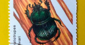 Issue:        Nicaragua Insects Ceratopteris Bolivari 1988 Stamp Type:      Stamp Number of Stamps:       1 Stamps Denomination:        16 $ C,  Issue Date:       1988 Issued By:        Nicaragua Post 