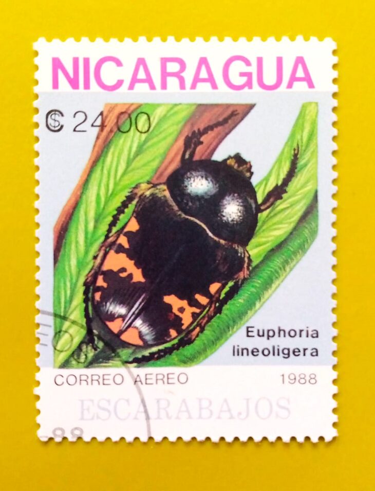 Issue:        Nicaragua (Euphoria lineoligera) Beetle 1988 Stamp Type:      Stamp Number of Stamps:        1 Stamps Denomination:          24.00 $ C, Issue Date:        1988 Issued By:        Nicaragua Post 