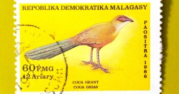 Issue:        Republic of Madagascar Coua Gigas 1986 Stamp Type:         Stamp Number of Stamps:         1 Denominations:           30 FMG, Issue Date:           1986 Issued By:       Madagascar Post 
