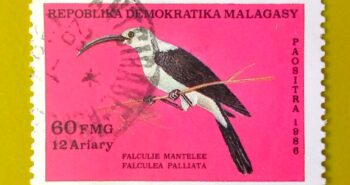 Issue:        Republic of Madagascar Sickle-billed vanga (Falculea Palliata) 1988 Stamp Type:         Stamp Number of Stamps:         4 Denominations:           60 FMG, Issue Date:           1988 Issued By:       Madagascar Post 