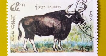 Issue:        Laos People's Democratic Republic Kouprey 1990 Stamp Type:         Stamp Number of Stamps:         1 Denominations:           45 K, Issue Date:           1990 Issued By:       Laos Post 