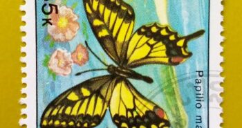 Issue:      Laos Papilio Machaon Butterfly 1991  Stamp Type:         Stamp Number of Stamps:         1 Denominations:           285 K, Issue Date:           1991 Issued By:       Laos Post 