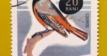 Issue:       Romania Common redstart (Phoenicurus Phoenicurus) 1966 Stamp Type:        Stamp Number of Stamps:         1 Stamps Denomination:        20 bani, Issue Date:       1966 Issued By:      Romania Post 
