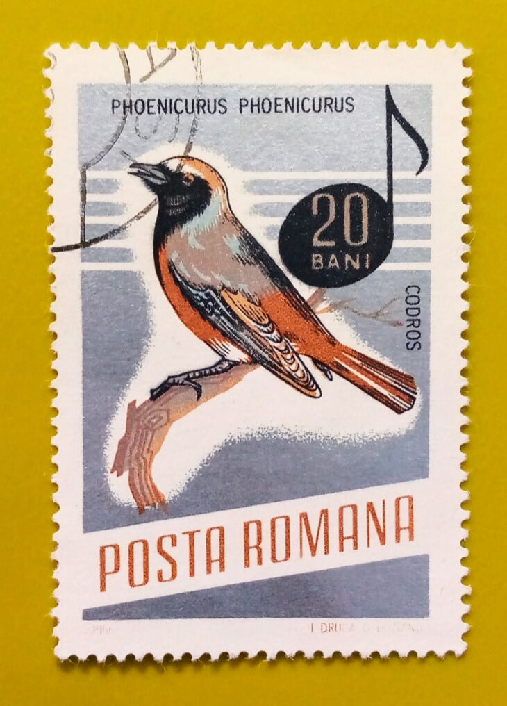 Issue:       Romania Common redstart (Phoenicurus Phoenicurus) 1966 Stamp Type:        Stamp Number of Stamps:         1 Stamps Denomination:        20 bani, Issue Date:       1966 Issued By:      Romania Post 