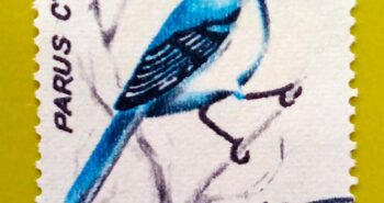 Issue:       Romania Parus Cyanus (Azure tit) 1993 Stamp Type:        Stamp Number of Stamps:         2 Stamps Denomination:        1.60 L, Issue Date:          1993 Issued By:      Romania Post 