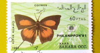 Issue:      Sahrawi Arab Democratic Republic (Curetis acuta) Butterfly 1991 Stamp Type:     Stamp Number of Stamps:         1 Stamps Denomination:        60  PTAS Issue Date:        1991 Issued By:      Sahrawi Arab Democratic Republic Post 