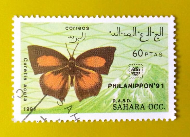 Issue:      Sahrawi Arab Democratic Republic (Curetis acuta) Butterfly 1991 Stamp Type:     Stamp Number of Stamps:         1 Stamps Denomination:        60  PTAS Issue Date:        1991 Issued By:      Sahrawi Arab Democratic Republic Post 