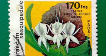 Issue:        Madagascar Democratic Republic Angraecum Sesquipedale Flower 1981 Stamp Type:         Stamp Number of Stamps:         8 Denominations:           170 FMG, Issue Date:           1981 Issued By:       Madagascar Post 