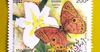 Issue:      Cambodia Lethe Marginalis Butterfly 1991 Stamp Type:      Stamp Number of Stamps:         1 Denominations:       200 R, Issue Date:       1991 Issued By:       Cambodia Post