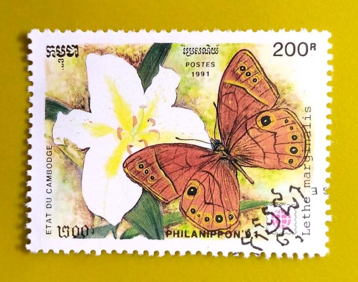 Issue:      Cambodia Lethe Marginalis Butterfly 1991 Stamp Type:      Stamp Number of Stamps:         1 Denominations:       200 R, Issue Date:       1991 Issued By:       Cambodia Post