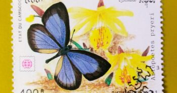 Issue:      Cambodia Artopoetes Pryeri Butterfly 1991 Stamp Type:      Stamp Number of Stamps:         1 Denominations:        400 R,         Issue Date:       1991 Issued By:       Cambodia Post 