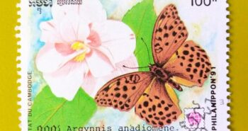 Issue:      Cambodia Argynnis Anadyomene Butterfly 1991 Stamp Type:      Stamp Number of Stamps:         1 Denominations:       100 yen, Issue Date:       1991 Issued By:       Cambodia Post 