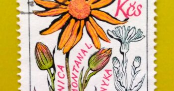 Issue:      Czechoslovakia Medicinal Plant 1965 Stamp Type:      Stamp Number of Stamps:       1 Stamps Denomination:         1.20 KCS, Issue Date:        1965 Issued By:      Czechoslovakia Postal Service (USPS) 