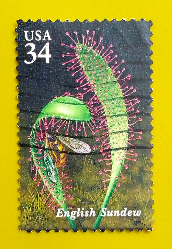 Issue:        USA English Sundew 2001 Stamp Type:       Stamp Number of Stamps:           1 Stamps Denomination:           34 C, Issue Date:            2001 Issued By:        United States Postal Service (USPS) 