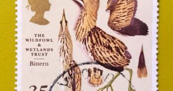 Issue:         Great Britain (Botaurus stellaris) Bittern 1996 Stamp Type:         Stamp Number of Stamps:           1 Stamps Denomination:         35 P, Issue Date:          1996 Issued By:         Royal Mail, United Kingdom 