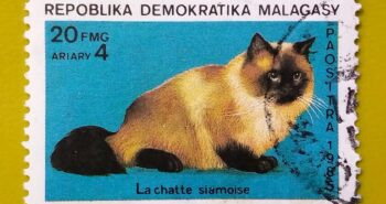 Issue:        Republic Malagasy The Siamese Cat 1985 Stamp Type:         Stamp Number of Stamps:         2 Denominations:           20 FMG, Issue Date:           1985 Issued By:       Madagascar Post 