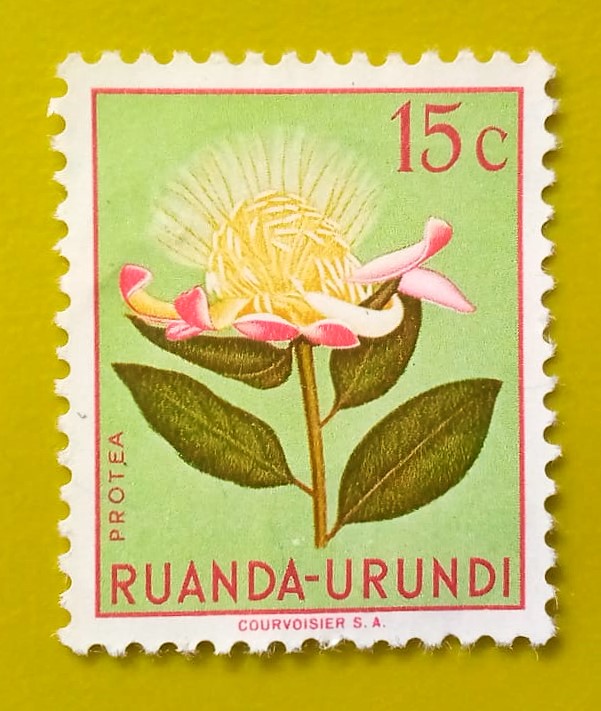 Issue:      Ruanda Urundi King Protea 1953 Stamp Type:      Stamp Number of Stamps:       1 Stamps Denomination:       15 C, Issue Date:        1953 Issued By:      Rwanda Post