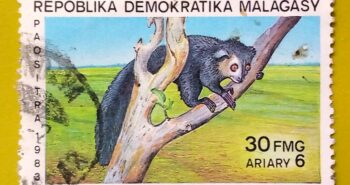 Issue:        Republic Malagasy Aye aye 1983 Stamp Type:         Stamp Number of Stamps:         1 Denominations:           30 FMG, Issue Date:           1983 Issued By:       Madagascar Post 