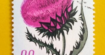 Issue:       Romania Musk thistle (Carduus Nutans) 1970 Stamp Type:        Stamp Number of Stamps:        1 Stamps Denomination:          20 B, Issue Date:          1970 Issued By:      Romania Post 