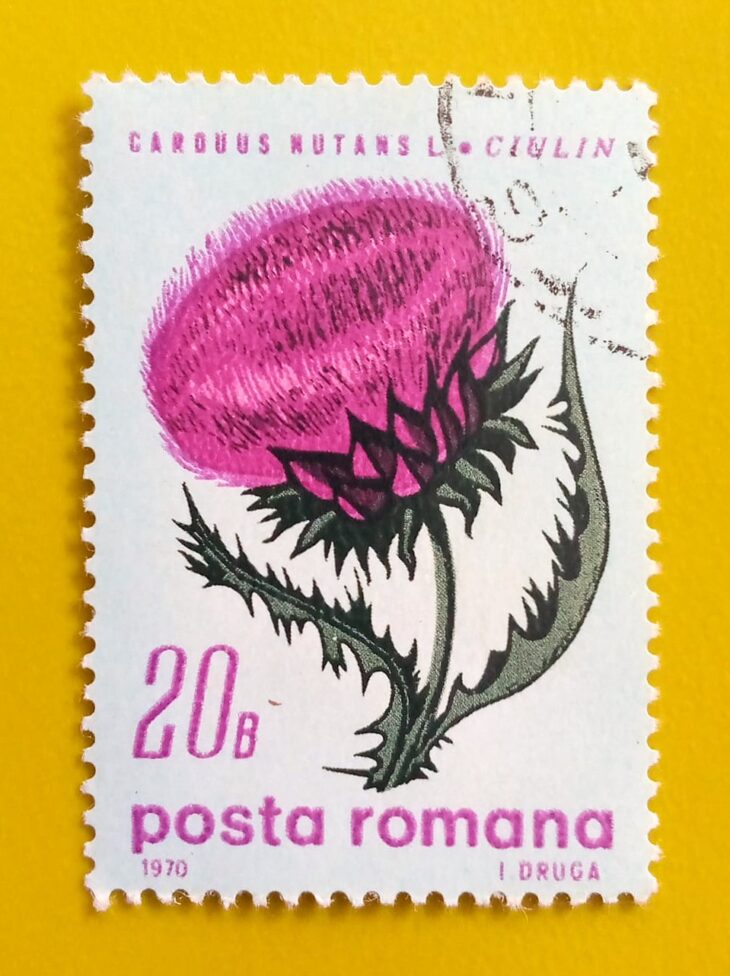 Issue:       Romania Musk thistle (Carduus Nutans) 1970 Stamp Type:        Stamp Number of Stamps:        1 Stamps Denomination:          20 B, Issue Date:          1970 Issued By:      Romania Post 