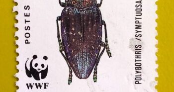 Issue:        Republic Malagasy Jewel Beetle (Polybothris Sumptuosa) 1988 Stamp Type:         Stamp Number of Stamps:         2 Denominations:           80 FMG, Issue Date:           1988 Issued By:       Madagascar Post 