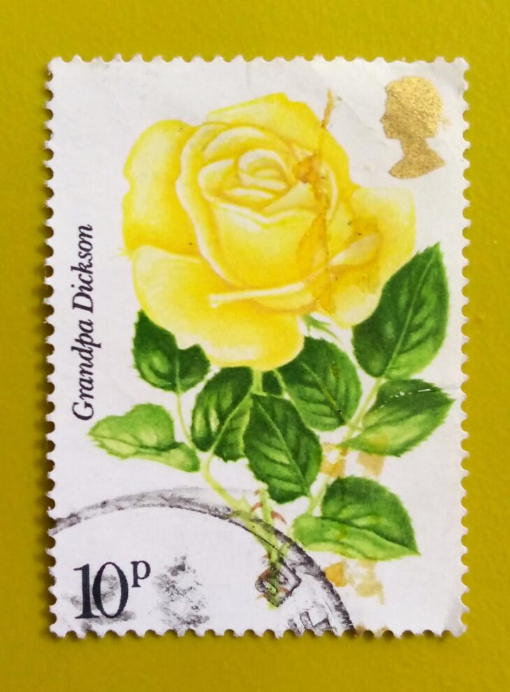 Issue:         Great Britain Grandpa Dickson Rose 1976 Stamp Type:         Stamp Number of Stamps:           1 Stamps Denomination:           10 ​​ p, Issue Date:          1976 Issued By:         Royal Mail, United Kingdom 