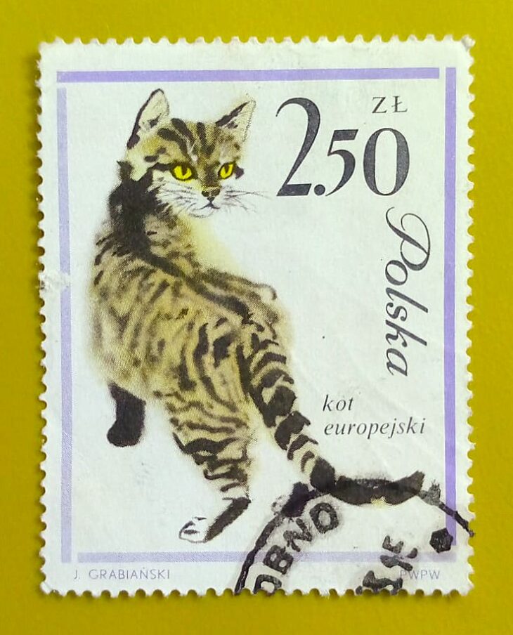 Issue:     Russia European Cat Tabby 1964 Stamp Type:     Stamp Number of Stamps:      1 Stamps Denomination:      2.50 ZL Issue Date:      1964 Issued By:      Russia POST 