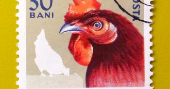 Issue:       Romania Poultry 1963 Stamp Type:        Stamp Number of Stamps:        1 Stamps Denomination:          30 B, Issue Date:          1963 Issued By:      Romania Post 
