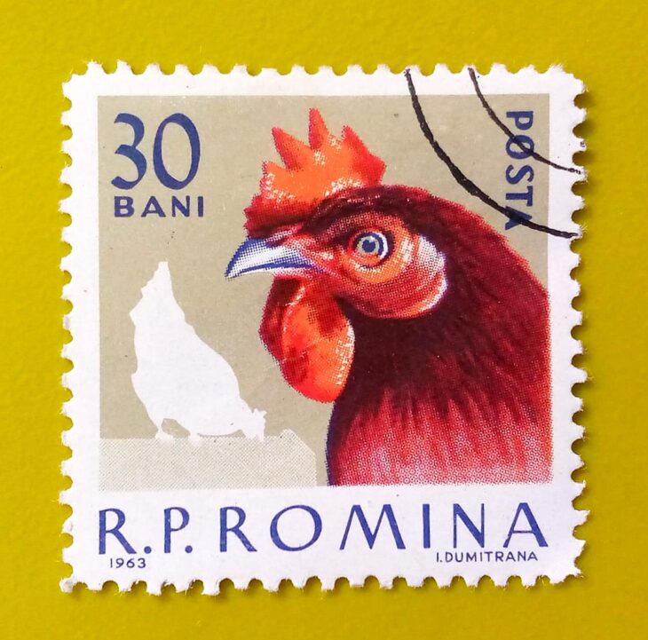 Issue:       Romania Poultry 1963 Stamp Type:        Stamp Number of Stamps:        1 Stamps Denomination:          30 B, Issue Date:          1963 Issued By:      Romania Post 