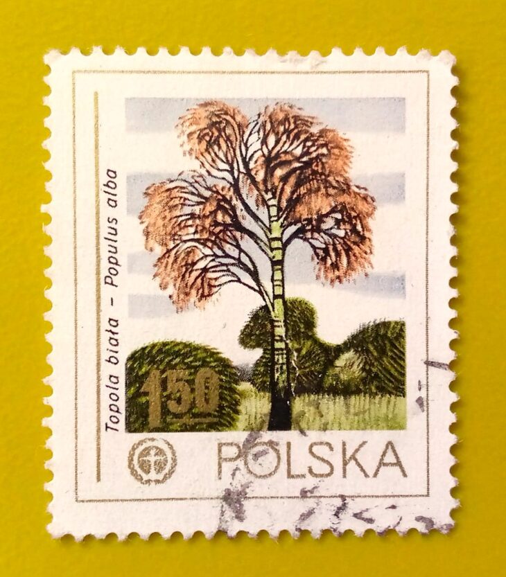 Issue:       Romania White Poplar (Populus alba) 1978 Stamp Type:        Stamp Number of Stamps:        1 Stamps Denomination:       1.50  Issue Date:       1978 Issued By:      Romania Post 