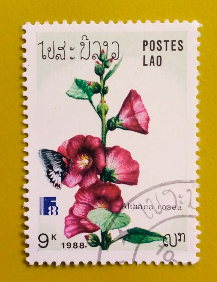 Issue:        Laos Flower Alcea rosea (hollyhock) 1988 Stamp Type:         Stamp Number of Stamps:        1 Denominations:         9 K, Issue Date:         1988 Issued By:       Laos Post